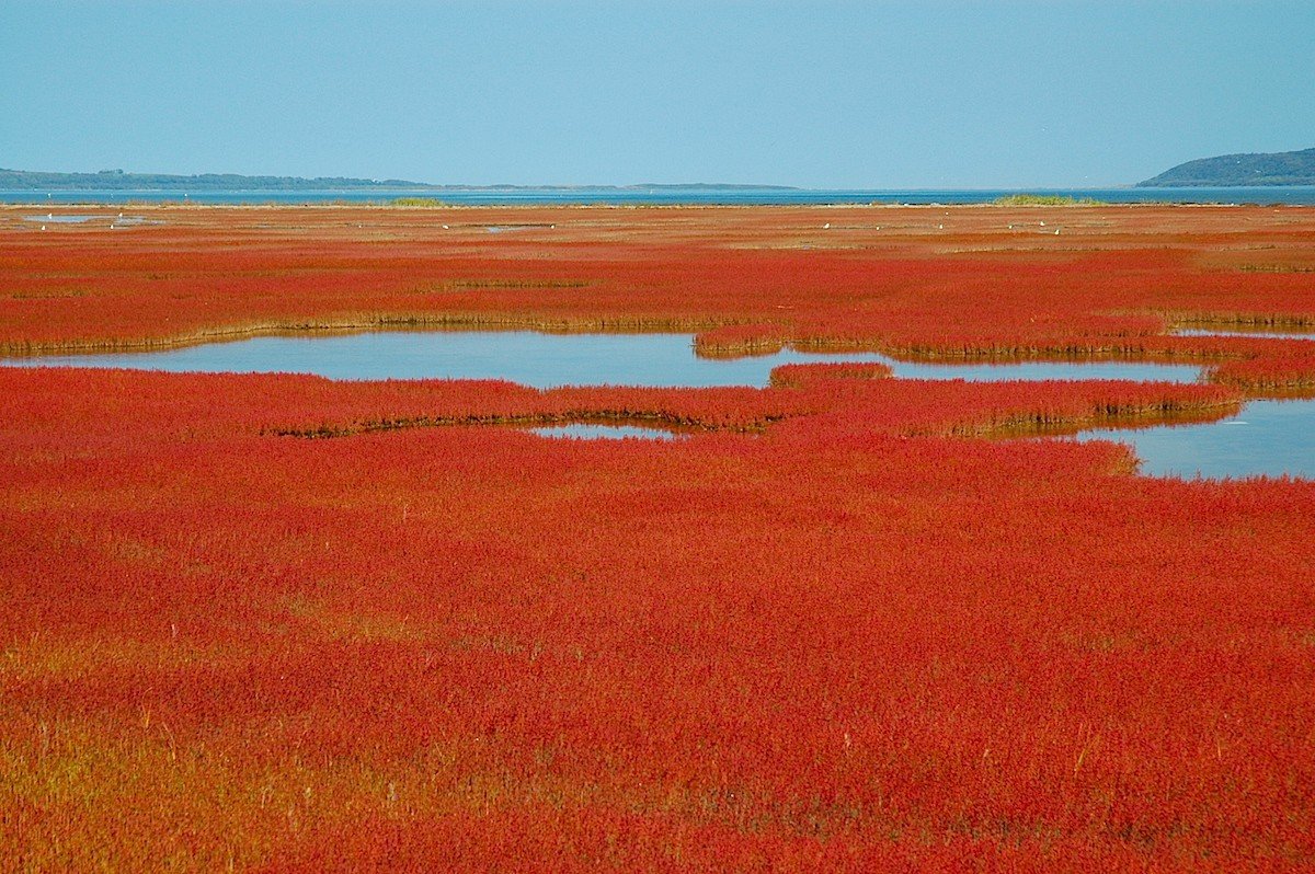 🏞️ 우바라나이 산호초 군락지(우바라나이 산고소 군라쿠치)
